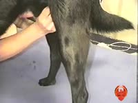 Whore jacking off a dog's dick